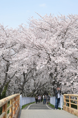 さくらアーチ