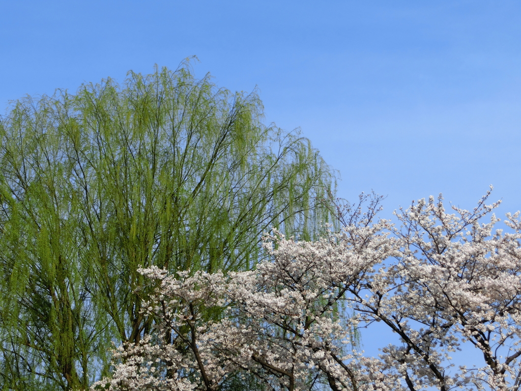 緑桜織