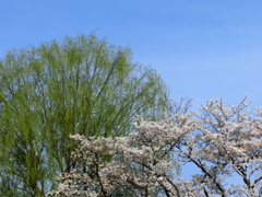 緑桜織
