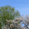 緑桜織