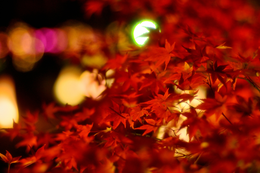 雪崩紅葉