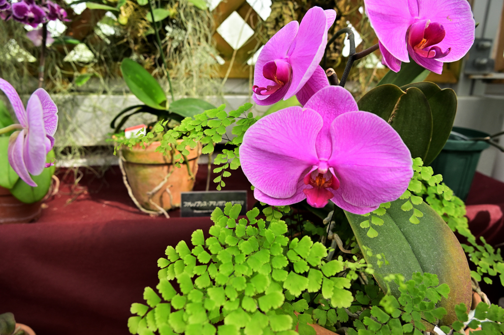 2024-05-18_145914_DSC_7499