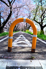 積集合および桜