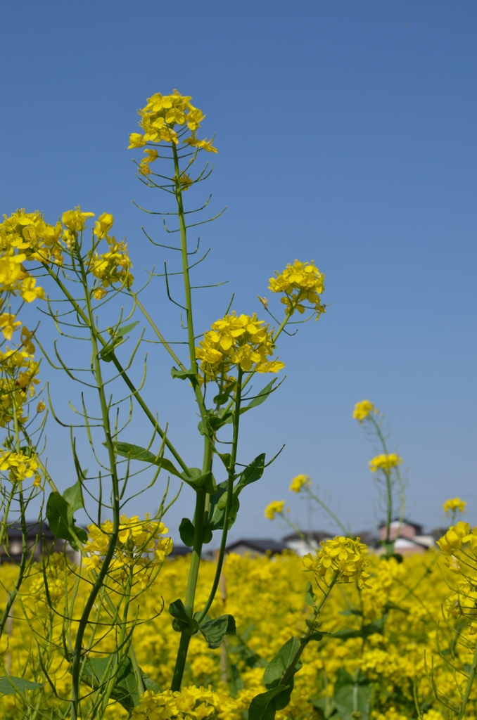 のびのび菜の花