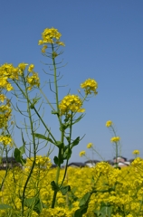 のびのび菜の花