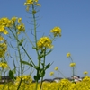 のびのび菜の花