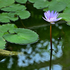 青い睡蓮