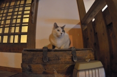 金具屋の猫
