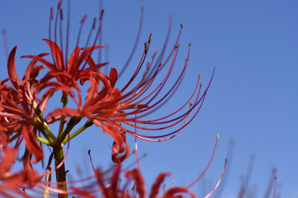 紅と蒼