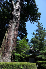 香取の樹木