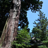 香取の樹木