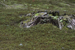 苔の台地