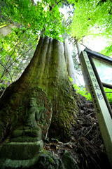 不動尊の大杉