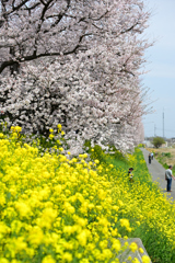 菜の花をすべる