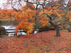 DSCF4549