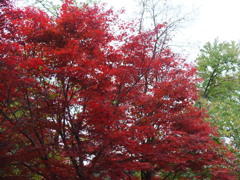 DSCF4719