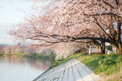 桜