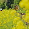 Fresh spring wind