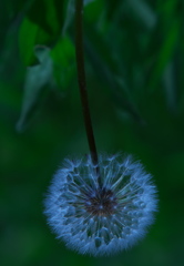 線香花火