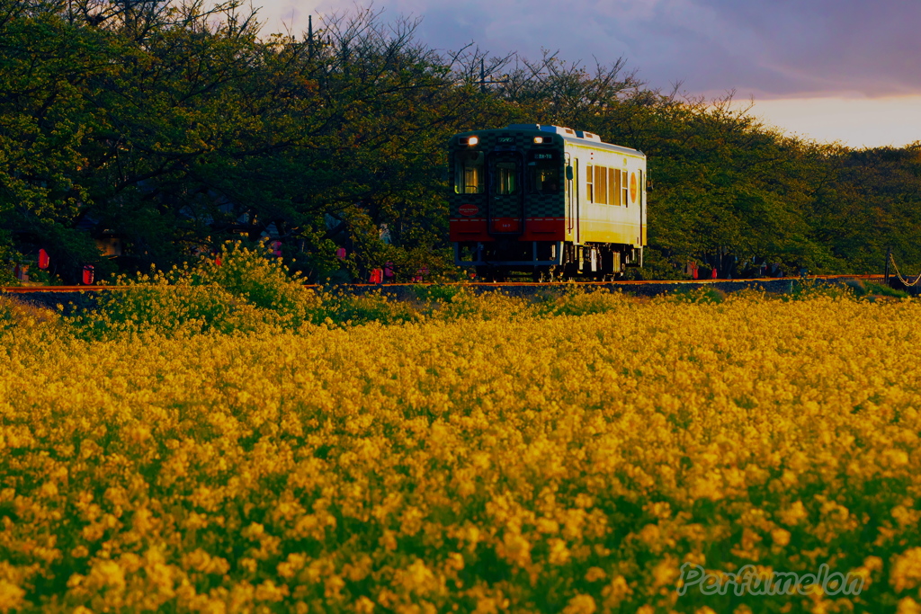 canola flower towards the sunset