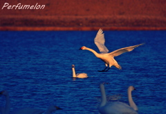 to land