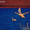 to land