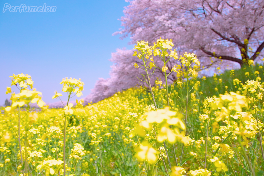 PEACETIME