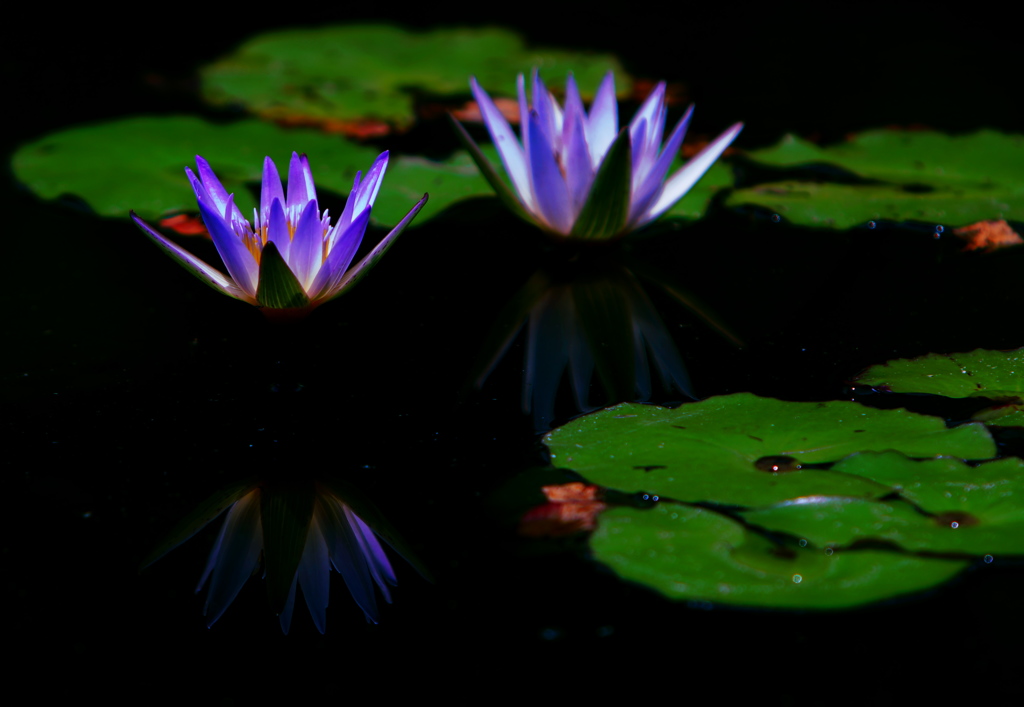 光る花