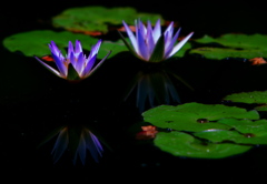 光る花