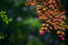 春の紅葉