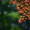 春の紅葉