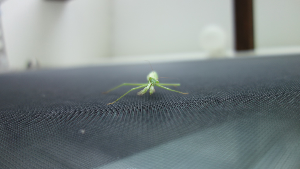はんたー