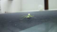 はんたー