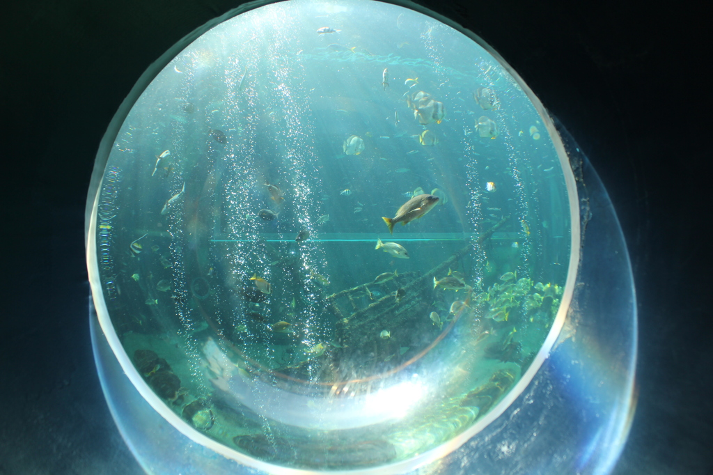 クリスタル魚(うお)