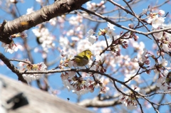 お花見