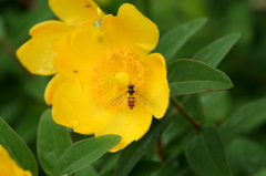 金糸梅と蜂