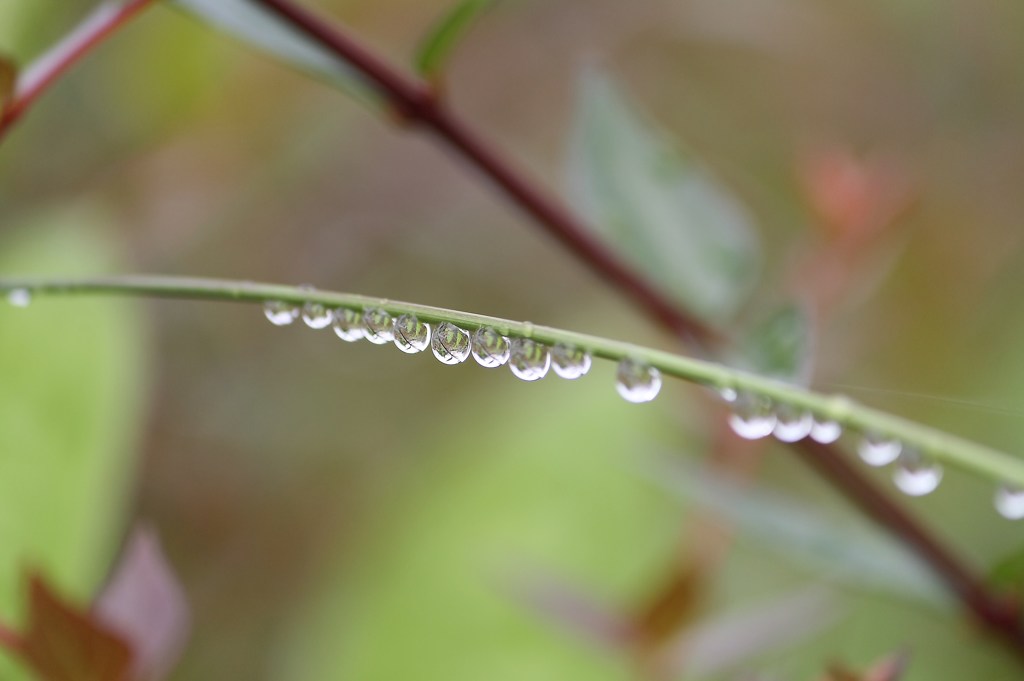 雨上がりの朝に