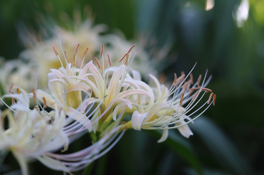 白花曼珠沙華