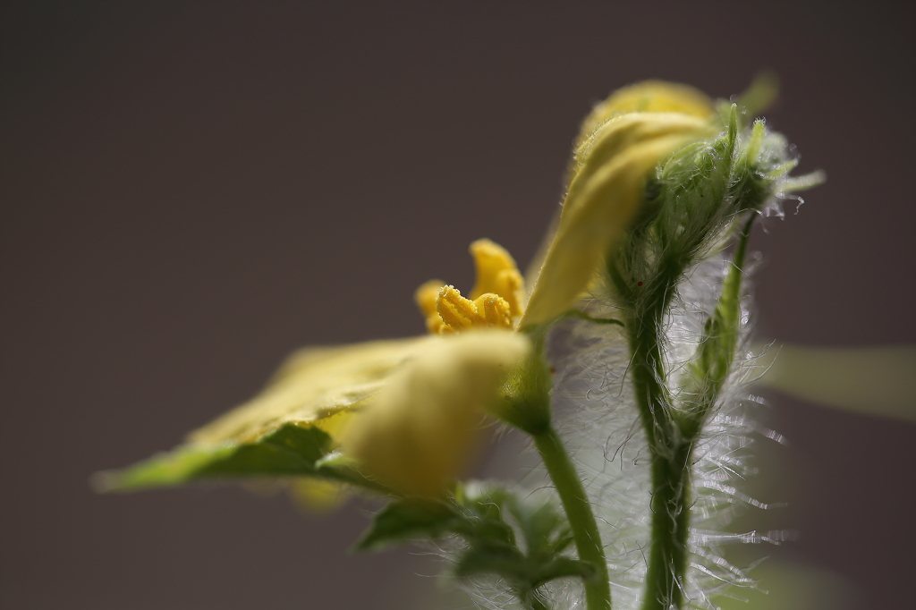 季節はずれのスイカの花