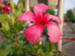 flower2