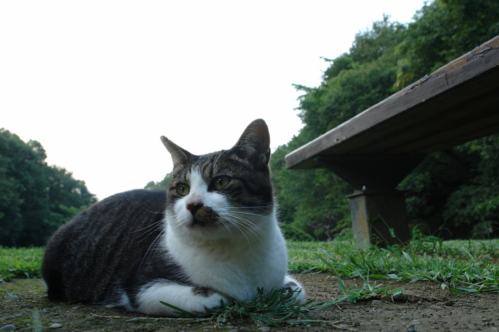 公園の野良猫