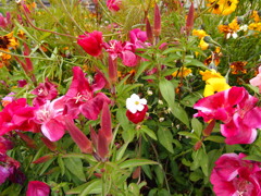 お花