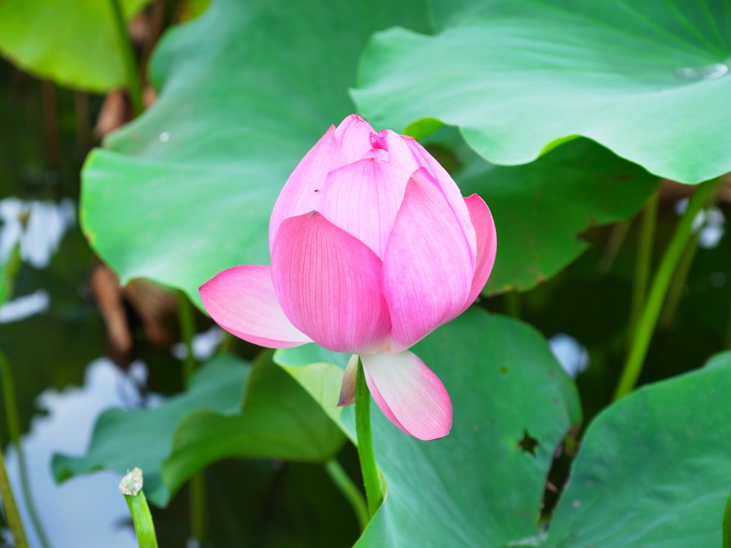 蓮の花
