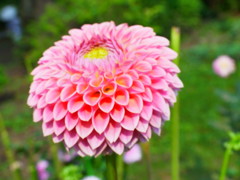 名前忘れた花　-たしか牡丹-