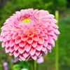 名前忘れた花　-たしか牡丹-