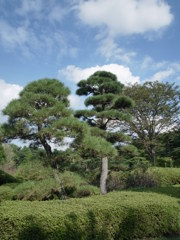 空と松