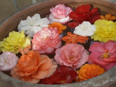 水面の花