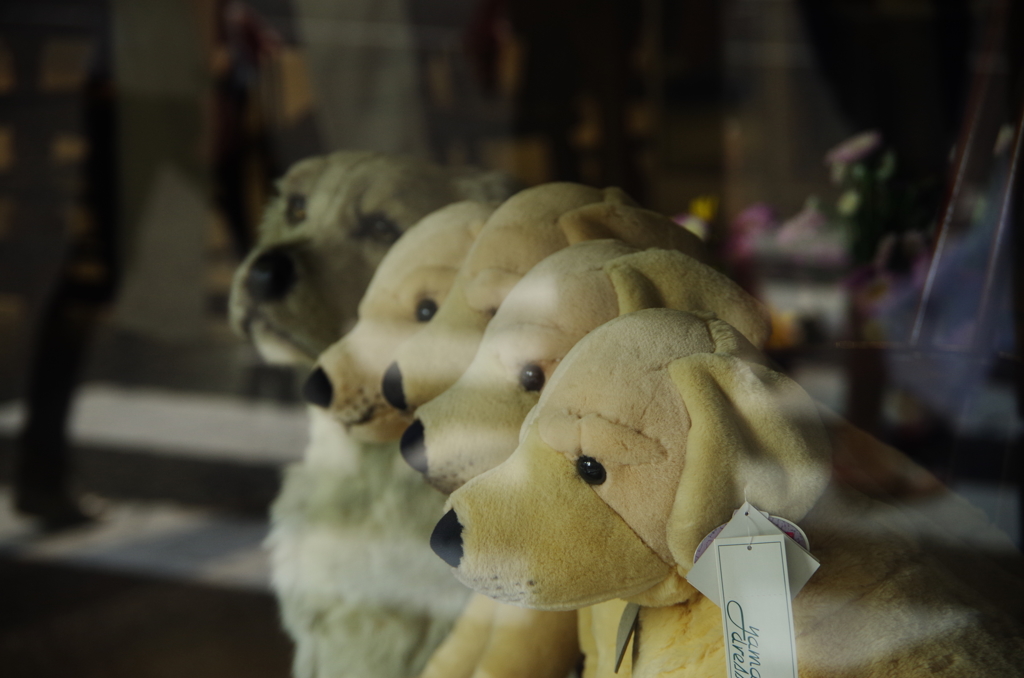 Dogs