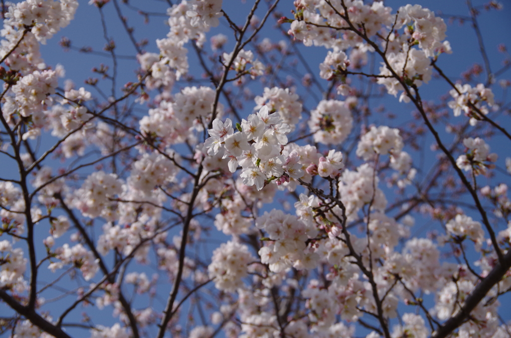 桜