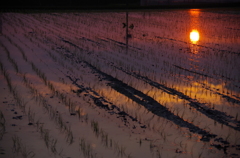 夕日